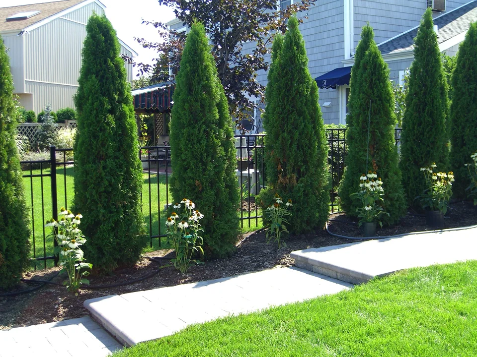 Black aluminum fence visible between evergreen plantings at a Seaford residence